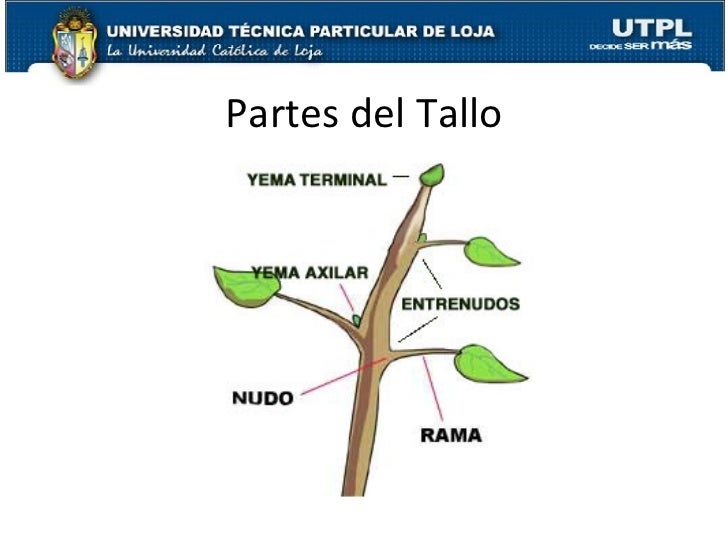 Recomendado Recomendado