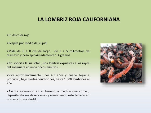 La deducción de las lombrices al gato