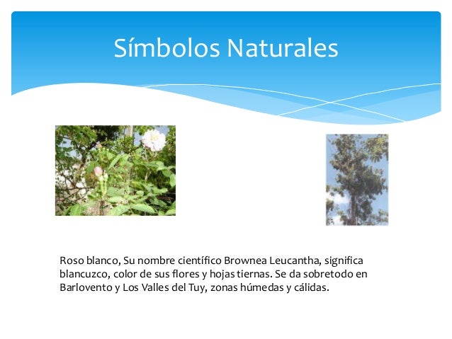 simbolos naturales de todos los estados estado miranda de venezuela simbolos naturales de todos los estados estado miranda de venezuela