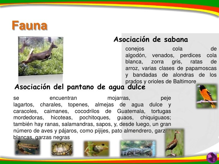 Dos Palomas Negras - Don't Wanna Go Home Dos Palomas Negras - Don't Wanna Go Home