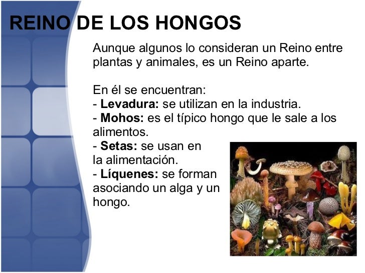 La sangre a los parásitos en minske