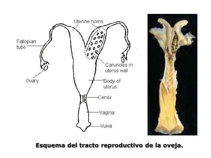 Presentacion manejo reproductivo_en_ovinos