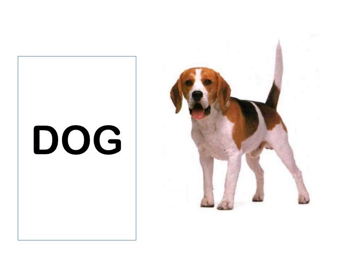 Animales en Ingles por Bryan Andres Maza