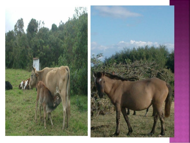 AYABACA Y SUS ENCANTOS