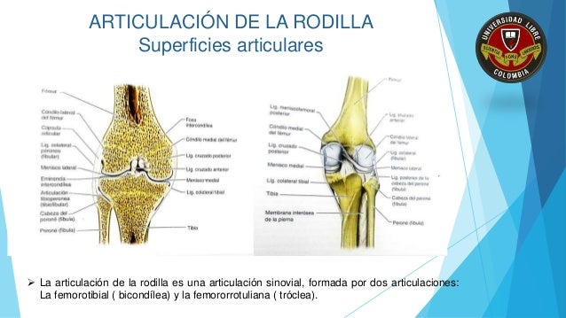 Articulacion De La Rodilla Superficies Articulares