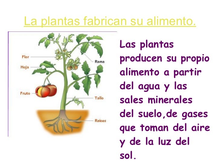 Presentacion tema 4 nuevo