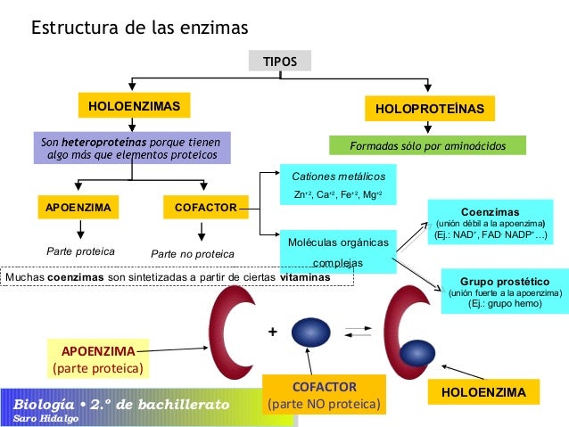 Unidad 3. Enzimas