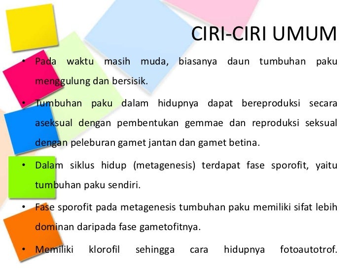tumbuhan paku