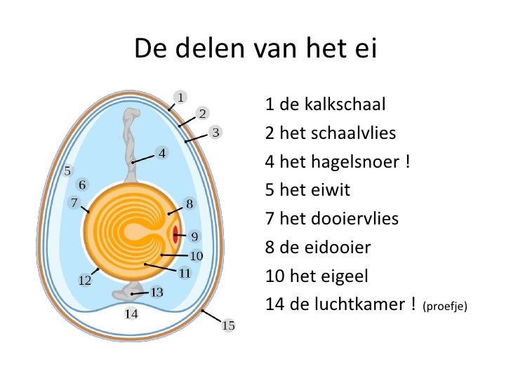 Spreekbeurt van Ada de kip