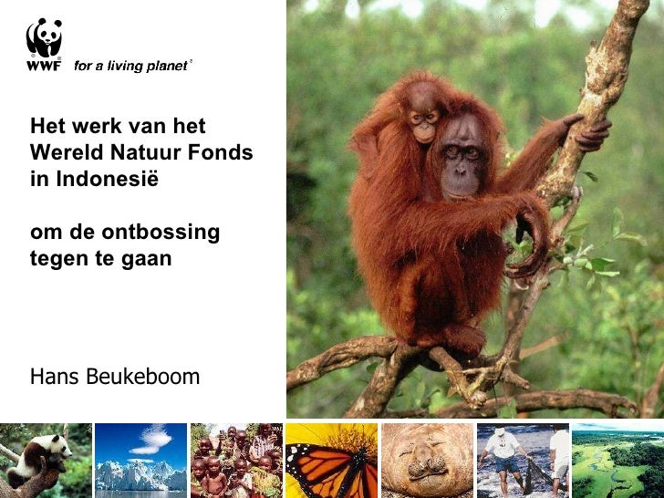 WNF Project Presentatie Indonesi u00eb WNF Project Presentatie Indonesi u00eb