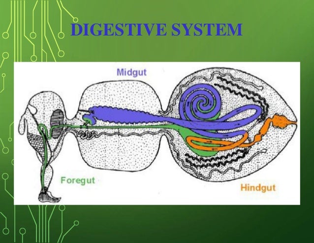 insects digestive system