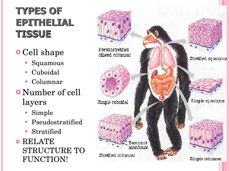 Presentation 04 Animal Tissues