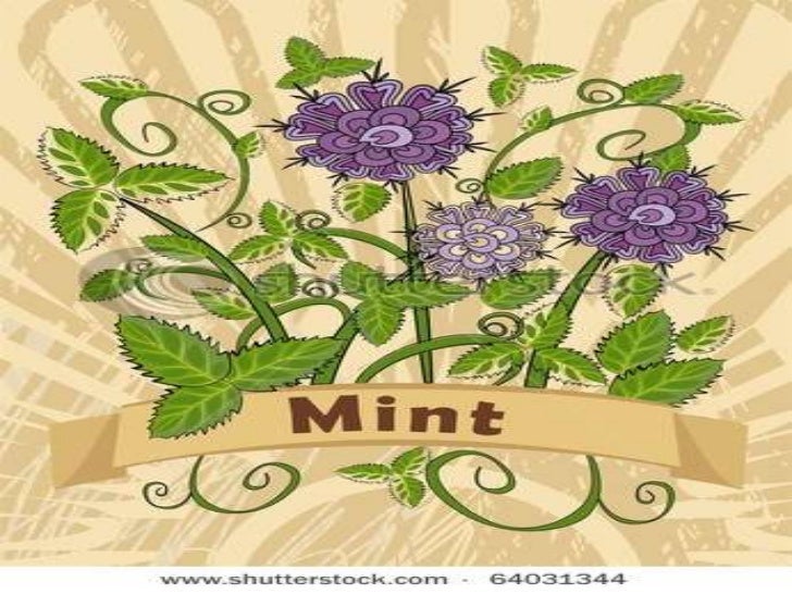 Mint Drawing