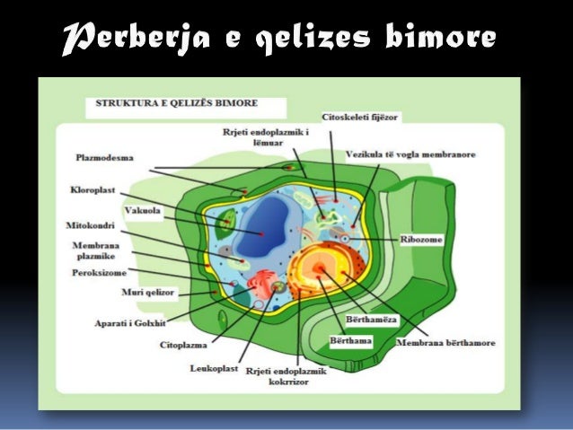 bimore - Qeliza Bimore Presentation1-qeliza-dhe-ndertimi-i-saj-arjola-mullai-shkolla-albanet-klasa-vii-7-638