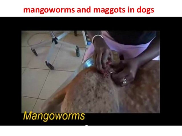 mangoworms in dogs mangoworms and maggots in dogs mangoworms in dogs mangoworms and maggots in dogs