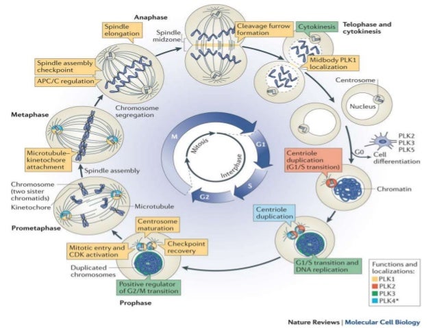 Cell Cycle Regulation