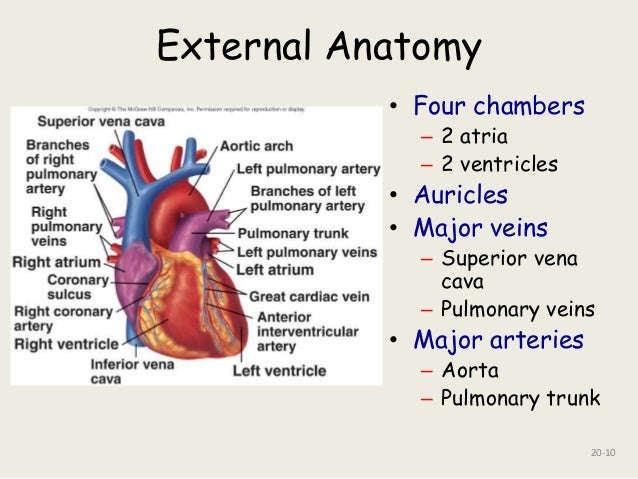 ppt of anatomy of heart & ML imp