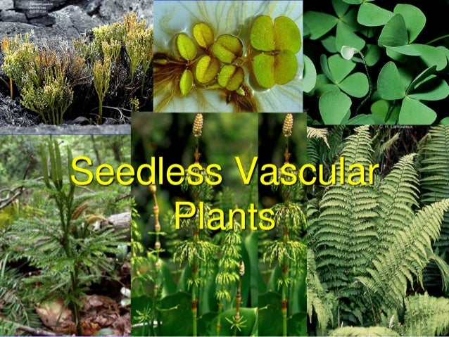 Seedless Vascular Plants