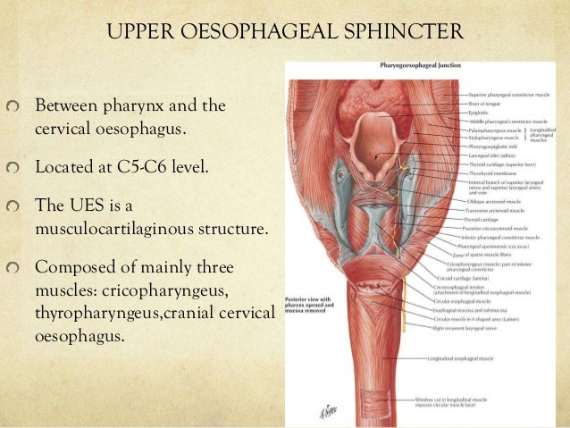 Cervical most cancers staging nccn can womb cancer return