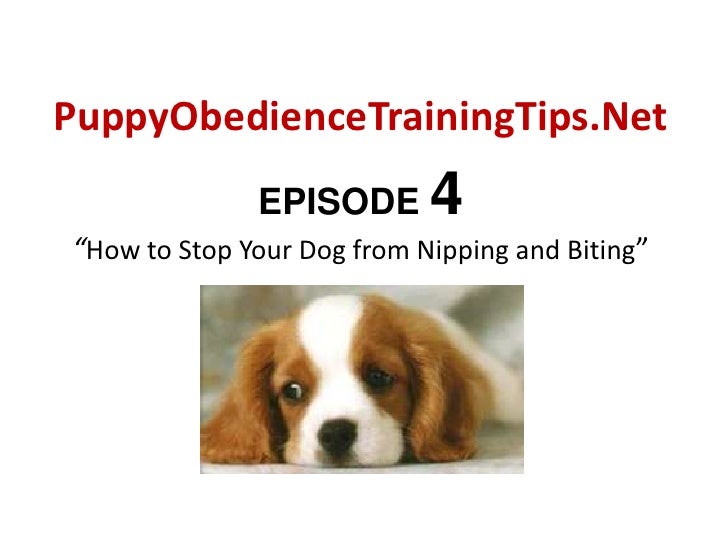 how to stop a puppy from nipping your puppy to stop biting through puppy obedience how to stop a puppy from nipping your puppy to stop biting through puppy obedience
