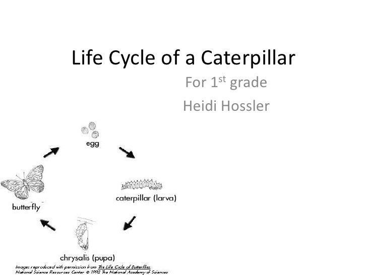 life-cycle-of-a-caterpillar