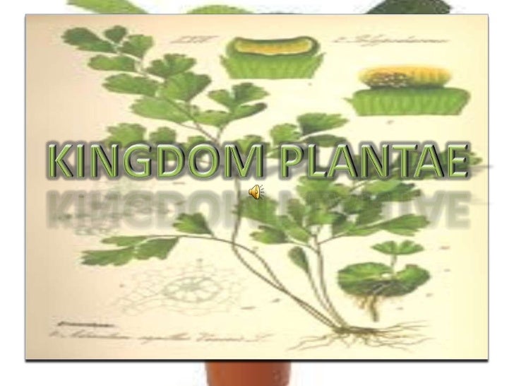 Presentation of Kingdom Plantae