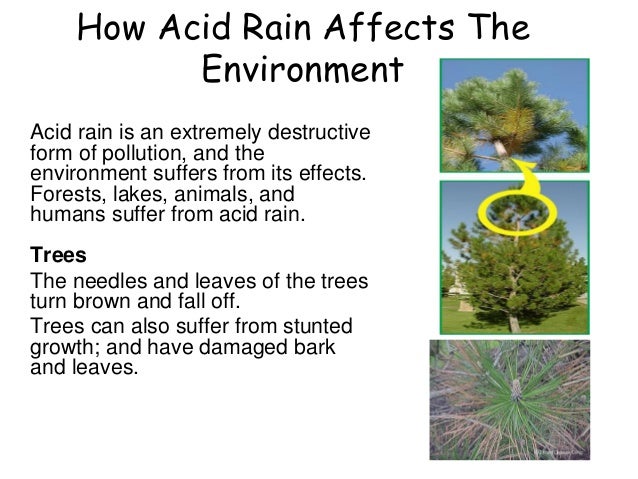 the environmental dangers of acid rain Acid rain is any type of precipitation with acidic components that falls to the ground from acid rain mercury environmental protection effects of acid rain. the environmental dangers of acid rain Acid rain is any type of precipitation with acidic components that falls to the ground from acid rain mercury environmental protection effects of acid rain.