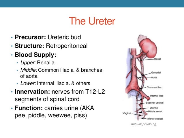 vascular get entry to for dialysis patients