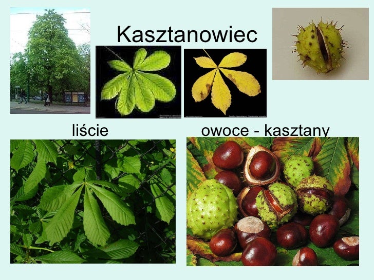 Drzewa jesienią