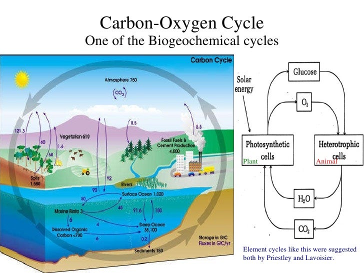 biogeochemical cycle definition