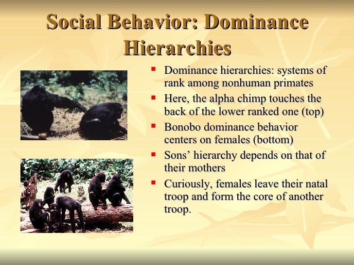 Primate Social Behavior