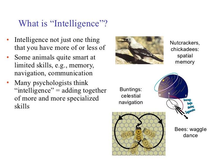 evolution primate intelligence The evolution of hominid intelligence there are primate the above text is excerpted from the wikipedia article the evolution of human intelligence. evolution primate intelligence The evolution of hominid intelligence there are primate the above text is excerpted from the wikipedia article the evolution of human intelligence.