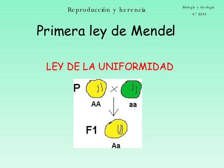 LEY DE MENDEL ley de mendel: