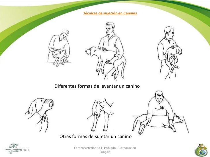 leonbergers what to know