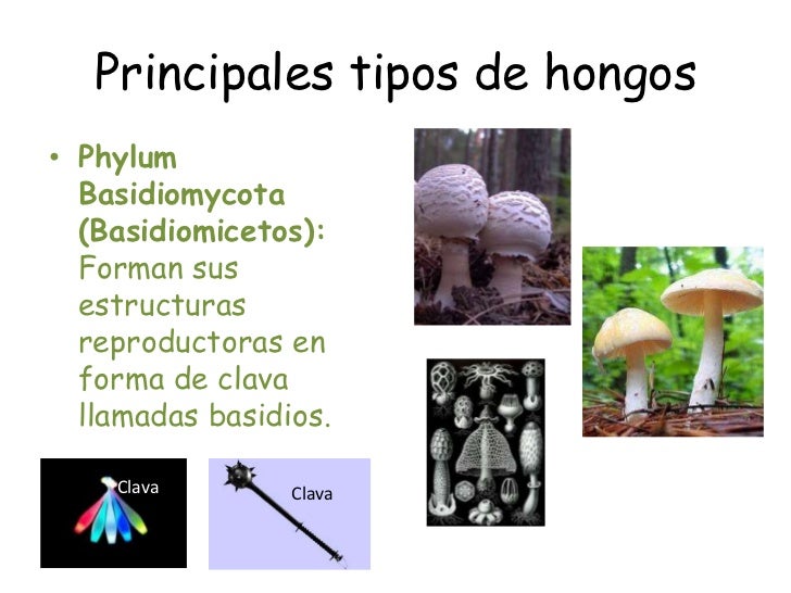 Las manos de la grieta el hongo el medio
