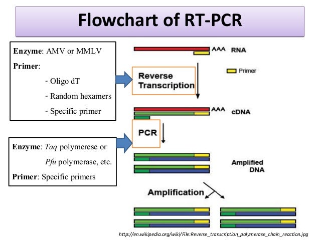 principle of pcr three main steps of pcr flow chart