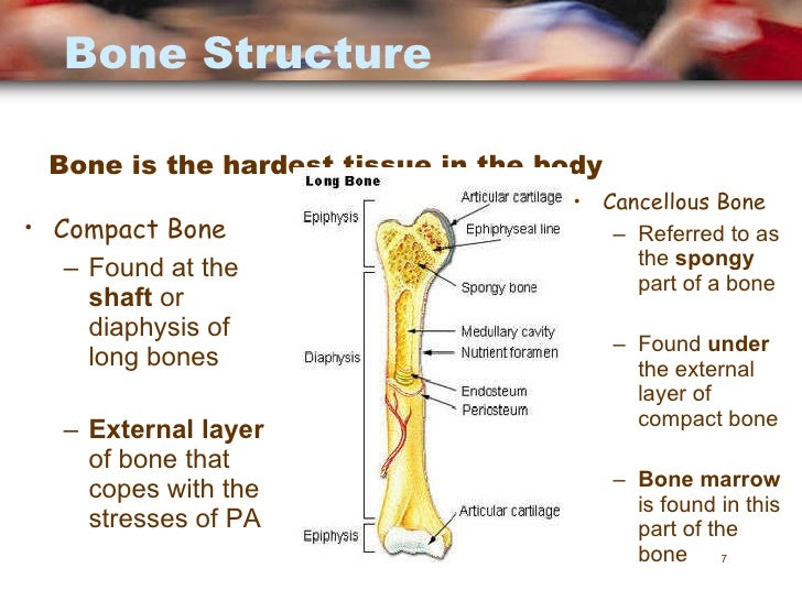 Principles of a+p 1112 session 2 - skeletal system (functions of