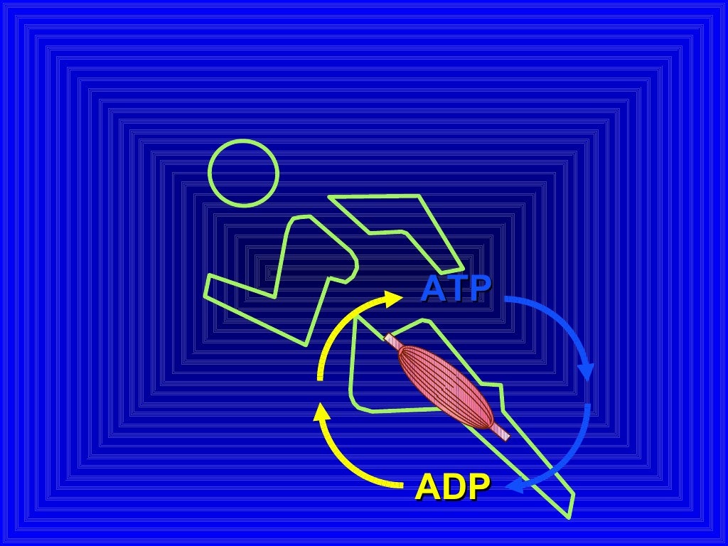 ATP ADP 