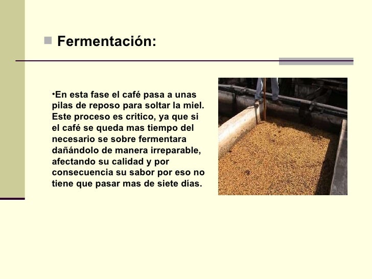 Proceso del cafe