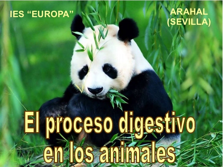 EL PROCESO DIGESTIVO DE LOS ANIMALES el proceso digestivo de los animales: