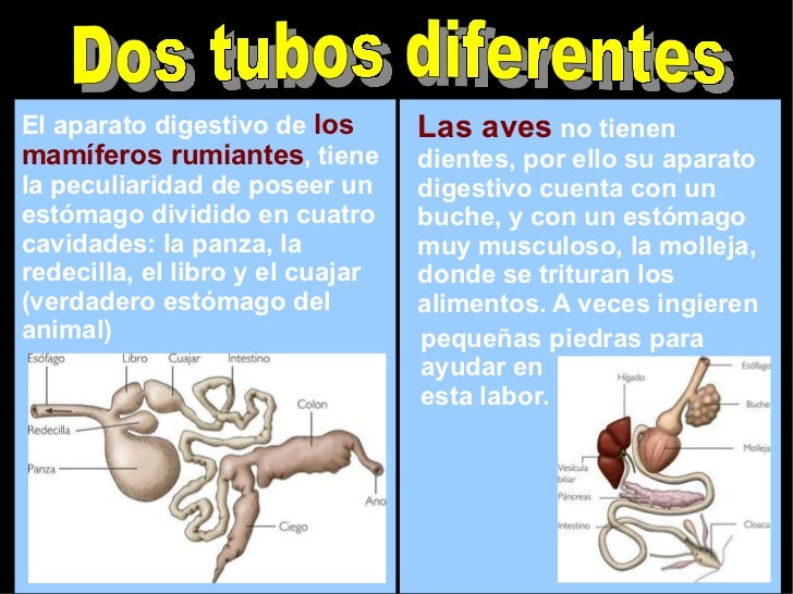Proceso digestivo en los animales