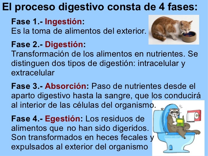 EL PROCESO DIGESTIVO DE LOS ANIMALES el proceso digestivo de los animales: