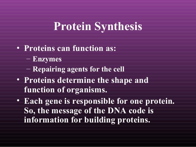 Protein synthesis essay