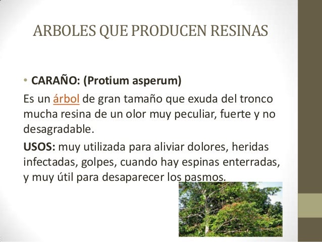 Productos forestales no maderables Productos forestales no maderables