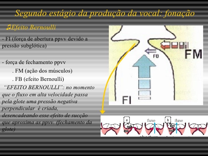 Quais Estruturas Estão Envolvidas Na Produção Do Som