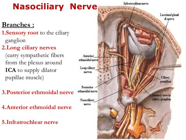 Visual Anatomy 視覚解剖学