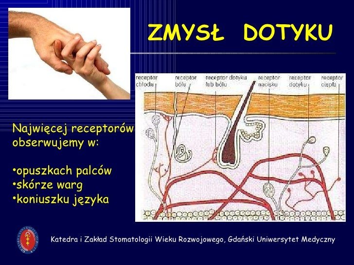 Prof emerich zmysły