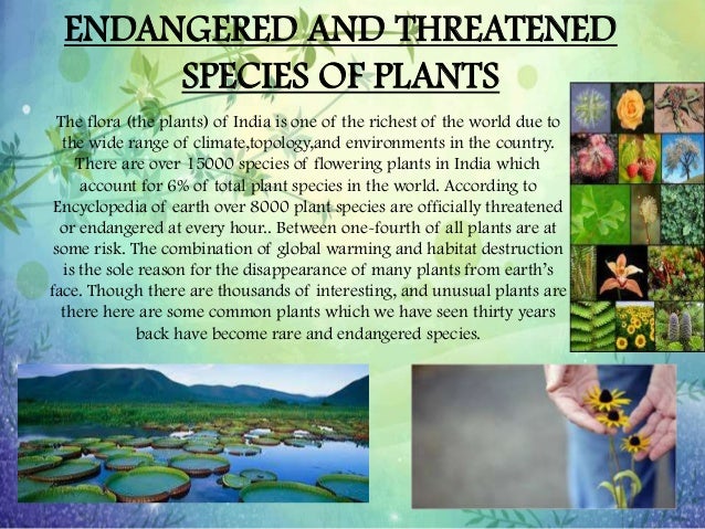 Endangered Species Essay