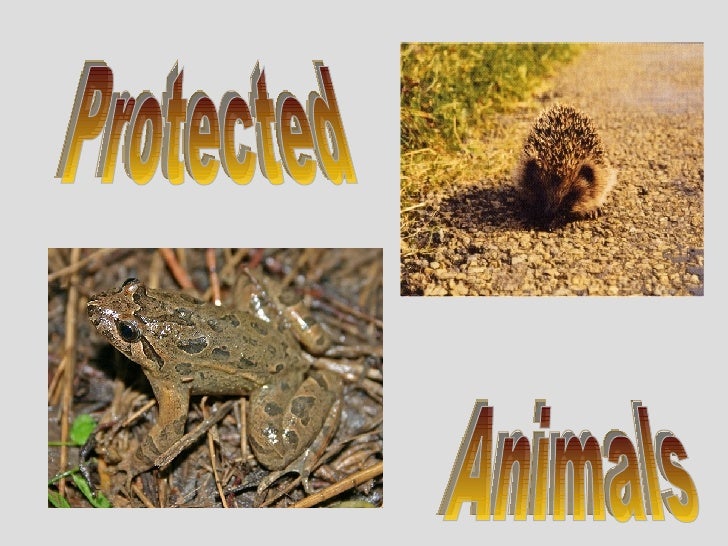 Protected Animals