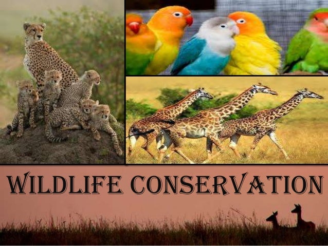 wildlife conservation 14 638